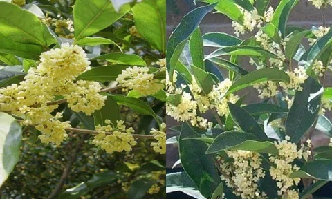 Loại cây 'đẻ ra tiền' giúp gia chủ đời đời ấm no, tiền đầy két lộc đầy nhà