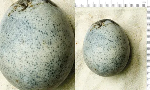 Phát hiện quả trứng nghìn năm tuổi dưới giếng cổ, thứ bên trong khiến nhà khoa học kinh ngạc