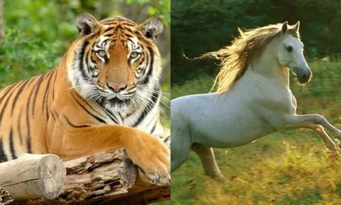 Số trời đã định, sau ngày 28/2, con giáp này tiền vào như nước tiêu 3 đời không hết, 1 tuổi gặp tiểu nhân