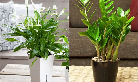 Loại cây mọc dại khi mang vào nhà lại 'kích' tài lộc, gia chủ thời đến như thác đổ: Không biết quá phí!