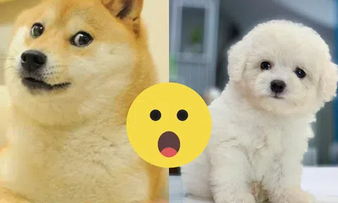 Chó hay cắn tay chân của chủ, vén màn lý do và ý nghĩa gây há hốc: Thách thức suy tưởng con người!