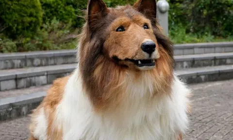 Không thể tin nổi: Người đàn ông chi tiền khủng để thành chó, vén màn lối sống như động vật khiến ai nấy há hốc