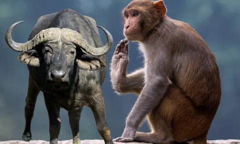 Nhà nào có 4 con giáp này hưng thịnh mãn kiếp, đau lưng gánh lộc vì Thần Tài hay ghé thăm