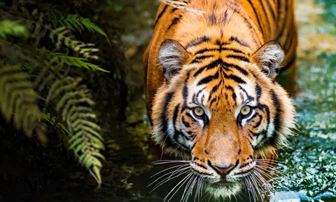 Trúng lớn: 4 con giáp sắp trỗi dậy như phượng hoàng lửa, hút hết lộc trời, Thần Tài không tiếc của