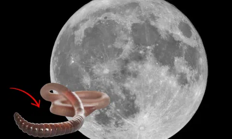 Giải mã hiện tượng 'nhật thực giun', dấu hiệu kì bí của mặt trăng cực khó tin