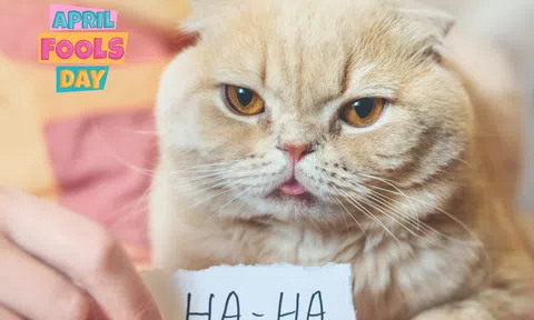 Cá tháng tư là ngày gì, nguồn gốc và ý nghĩa: Tổng hợp 'trò troll', lời nói dối cực độc lạ 
