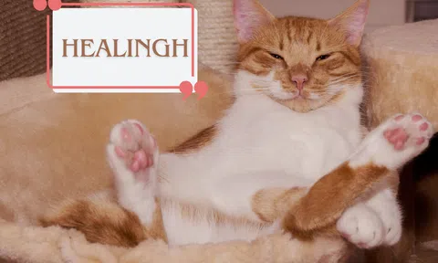 Top 100+ câu nói giúp chữa lành kinh điển, 'kéo mood' thăng hạng: Sạc căng 'vitamin tích cực'