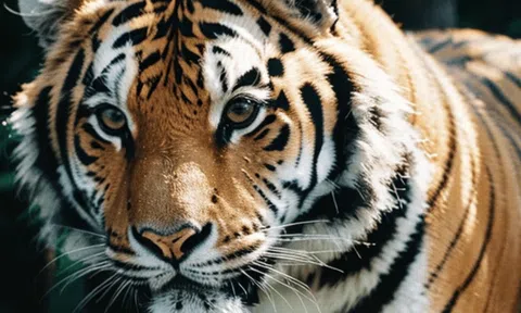 3 con giáp ngồi yên 'tài lộc tìm tận cửa' vào tháng 5, thời hoàng kim đã đến, cải vận thôi!