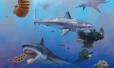 Cá mập cổ đại được ví như 'quái thú', là họ hàng của 'sát thủ đại dương' ngày nay