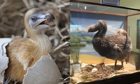 Chuyện sốc giới khoa học: Hồi sinh loài chim đã tuyệt chủng từ 3 thế kỷ trước! Giải mã phương pháp bí ẩn đằng sau!