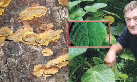 Phát hoảng với loại cây gây đau đớn nhất thế giới: Chạm vào như bị sét đánh, được nghiên cứu làm vũ khí hóa học