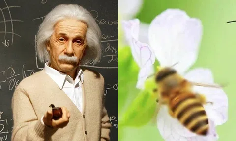 Einstein từng tuyên bố: Nếu sinh vật này tuyệt chủng, loài người sẽ chỉ còn tồn tại được thêm 4 năm