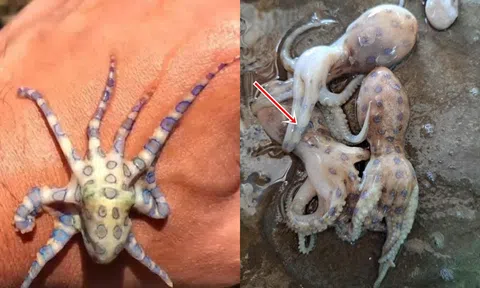 Bí ẩn về loại bạch tuộc có nọc độc gấp 50 lần rắn hổ mang: Xuất hiện ở biển Việt Nam, 25g nọc độc có thể làm tử vong 10 người