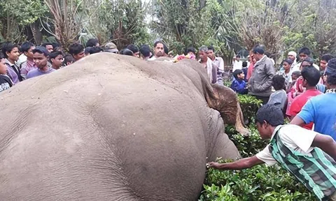 Bí mật đáng sợ sau khi voi già chết? Nếu con người chạm vào sẽ gây ra cảnh tượng kinh hoàng?