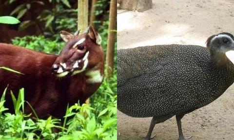 Chỉ ở Việt Nam mới có 3 loài động vật quý hiếm nằm trong sách đỏ này! Sở hữu bộ gen 'độc nhất vô nhị' cần được bảo tồn