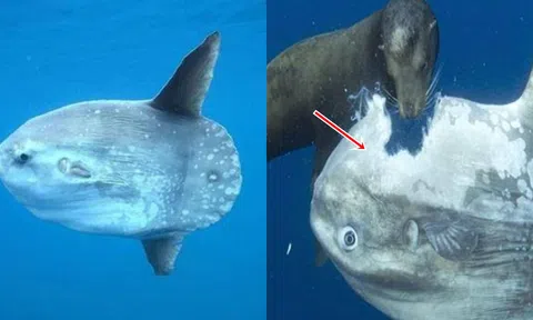 Loài cá lười nhất thế giới: Dù bị ăn thịt mất một nửa cũng không cử động, lại không lo tuyệt chủng vì lý do này