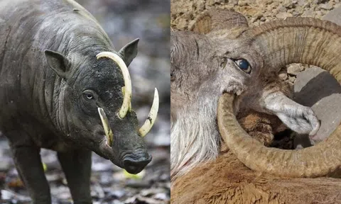 3 loài động vật kỳ lạ nhất hành tinh, đi ngược với thuyết tiến hóa: Tự kết liễu bản thân bằng cách không ai ngờ !