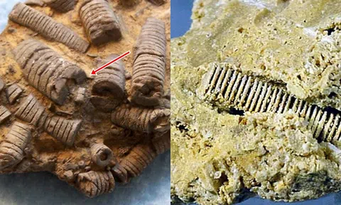 Sự thật về chiếc 'đinh ốc vít' 300 triệu năm được tìm thấy:  Hé lộ bí mật về đỉnh cao thời tiền sử!