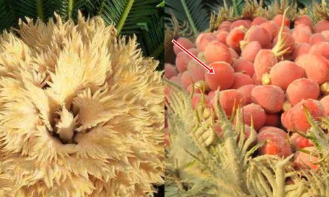 Một loại trái mà ngay cả người giàu cũng không thể mua được: 50 năm mới ra quả một lần, mọc từ cây có nhiều ở Việt Nam