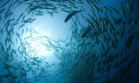 Loại cá nặng 100kg xuất hiện trên sông Dương Tử gây hoang mang: Chuyên gia lại khuyên không nên đánh bắt!