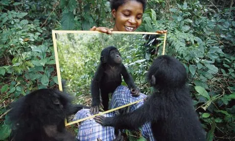 Những loài động vật nào có thể nhận ra mình trong gương?Biết được sẽ rất kinh ngạc!