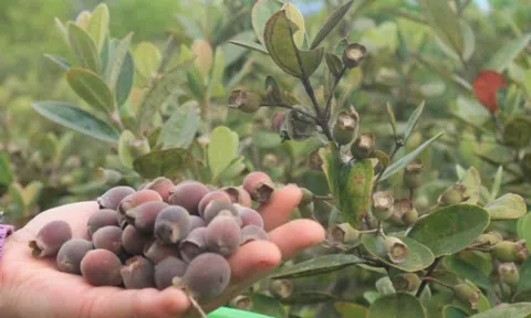 Một loại quả rừng thuở nhỏ thường ăn, nếu ăn quá nhiều sẽ bị đen miệng: Hiện nay có giá đến 100.000/kg