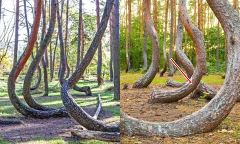 Rưng cây 'cong' nhất thế giới: Hàng trăm gốc cây bị uốn 90 độ, chứa đựng bí mật không ai có thể giải mã!