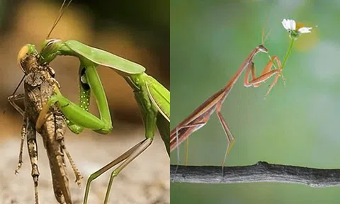 Sự thật sốc về loài vật có con cái ăn thịt ‘bạn tình’ sau khi ‘ân ái’: Tưởng là tàn nhẫn nhưng lại là 'sự sắp đặt của tạo hóa'!