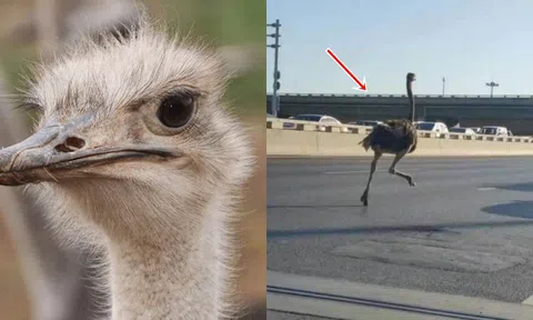 Sự thật về đà điểu mà ít người biết: Là loài chim duy nhất có 2 ngón chân, có mắt to hơn não!