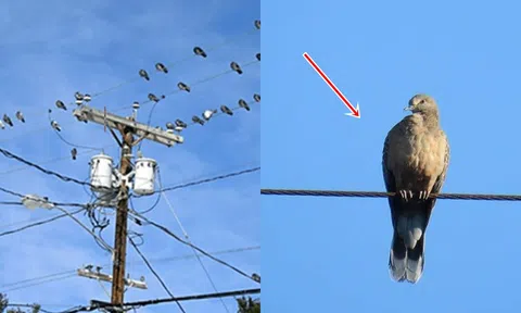 Tại sao các loài chim lớn dễ bị điện giật hơn? Điều khủng khiếp diễn ra sau khi 1 con chim bị giật điện là gì?