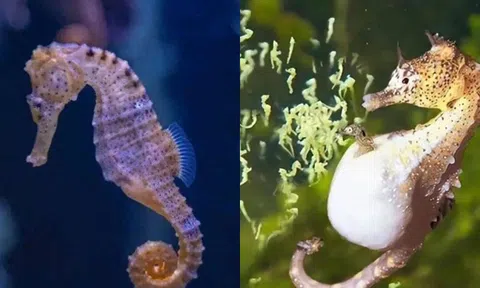 Khám phá loài sinh vật được mệnh danh được ‘thượng đế tạo ra khi say rượu’!