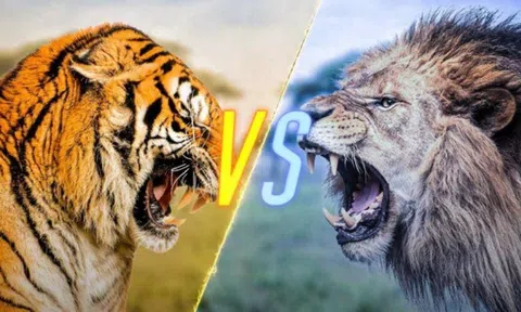 Đâu là vua của các loài động vật? So sánh sức mạnh giữa hổ, sư tử khi đối kháng!