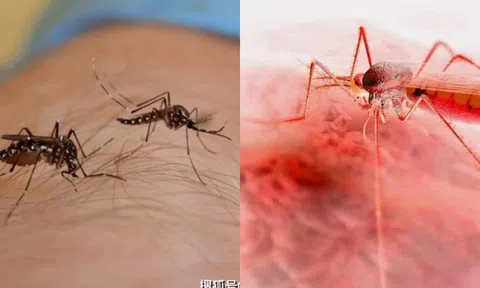 Muỗi có tác dụng gì trên trái đất? Hậu quả nghiêm trọng không ai ngờ tới khi loài muỗi tuyệt chủng!