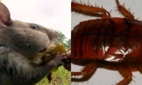 Loạt động vật là ứng cử viên top đầu sẽ bá chủ thế giới nếu con người biến mất!