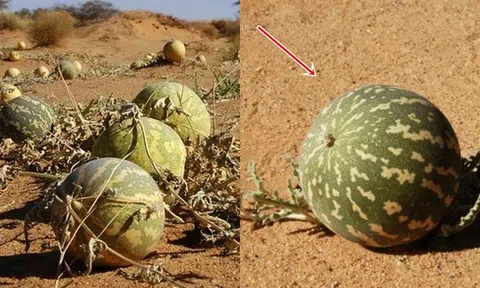 Tại sao không ai dám ăn dưa hấu mọc giữa sa mạc: 'Vén màn' bí ẩn cạm bẫy đằng sau!