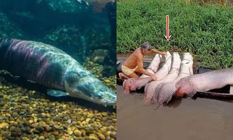 Loài cá ‘ngu ngốc’ nhất thế giới: Tự dâng mình cho con người, suýt bị tuyệt chủng vì thói quen này!