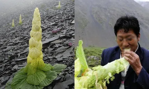 Nam thanh niên đang leo núi tìm thấy 'bắp cải' , định hái nhưng bị chặn lại mới biết đó là 'báu vật'