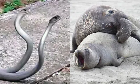 Bất ngờ với loài động vật có thời gian giao phối ngắn nhất, chỉ 1 giây!