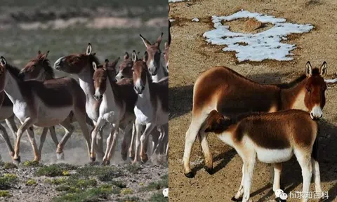 Loài lừa là 'báu vật' được bảo vệ cấp 1 ở Trung Quốc: Nặng đến 400kg, có thể chạy đua với ô tô?