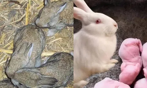Có khả năng sinh sản chóng mặt, bí ẩn gì khiến Thỏ không phải là nguồn thịt chính của con người?