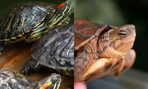 Quan sát chi tiết này sẽ phân biệt được đâu là rùa cái đâu là rùa đực!