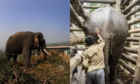 Tại sao không nuôi voi để ăn thịt dù năng suất gấp 10 lần thịt lợn? Sự thật về vị của thịt voi