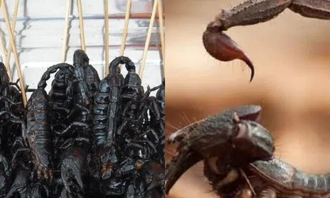 Tại sao bọ cạp là đứng đầu trong ngũ độc, vượt mặt cả loài rắn rết?