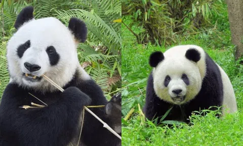 Sự thật về vẻ ngây thơ của gấu trúc: Hóa ra lại hung dữ đến mức ngay cả hổ và sư tử cũng không dám gây sự với nó