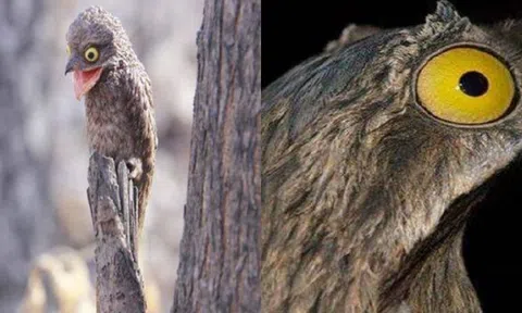 Loài chim cải trang giỏi nhất thế giới: Cả ngày duy trì một tư thế như thể bị đóng băng!