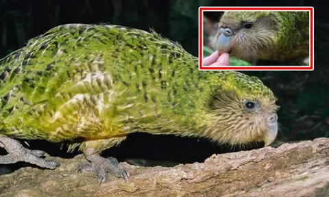 Loài chim ngu ngốc nhất thế giới: Đôi cánh của nó chỉ là vật trang trí, giờ phút sinh tử thì 'mất trí nhớ'!