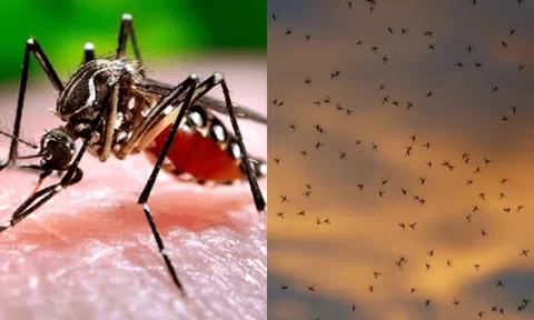 Muỗi đi đâu vào mùa đông? Sự thật đằng sau sẽ khiến bạn bất ngờ!