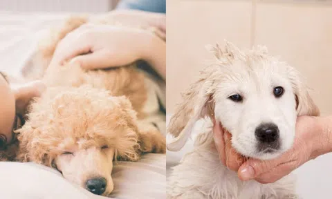 Nên nuôi chó đực hay chó cái, câu trả lời sẽ khiến bạn bất ngờ!