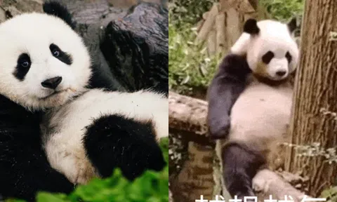 Gấu trúc là động vật ăn cỏ hay động vật ăn thịt? Sự thật không phải ai cũng biết!