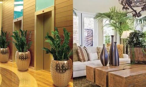 Hãy nhớ đặt cây ở ba vị trí này trong nhà, chúng sẽ giúp gia chủ giàu có!